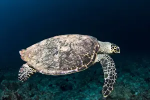 Maldives Prints: Hawksbill Turtle - Maldives