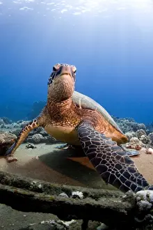 Marine Prints: Hawksbill Turtle - Maui