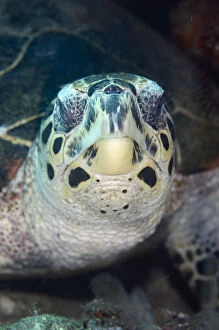 Amed Gallery: Hawksbill Turtle - Pyramids dive site, Amed