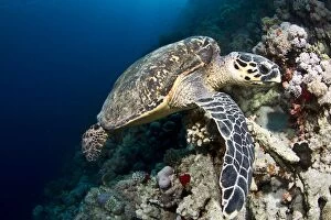 Images Dated 29th June 2010: Hawksbill Turtle - Red Sea