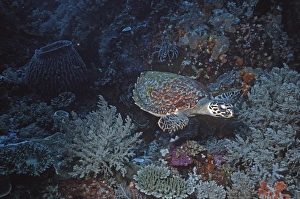 Images Dated 30th December 2005: Hawksbill turtle - swimming across coral reef. hawksbill turtles feed mainly upon sponges but will