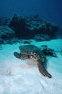 Images Dated 1st August 2005: Hawksbill Turtle - Turtles can be inquisitive and swim close to divers