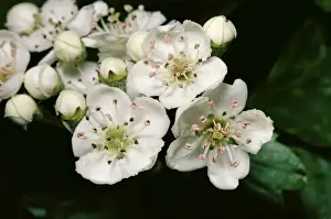 Blossom Prints: Hawthorn