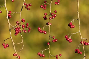 Backgrounds Gallery: Hawthorn Berries - Cornwall - UK