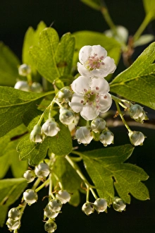 Images Dated 15th April 2007: Hawthorn blooming