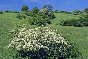 Hawthorn Prints: Hawthorn Blossom - flowering in open hedge landscape, Hessen, Germany