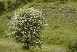 Images Dated 12th May 2011: Hawthorn bush - in full flower in spring