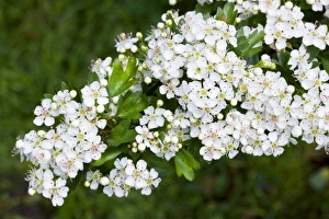 Images Dated 16th April 2008: Hawthorn - flowers