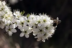 Hawthorn Prints: Hawthorn - Flowers with insect feeding. Provence - France