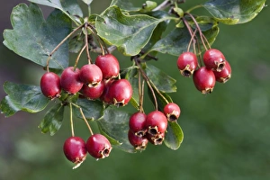 Images Dated 2nd September 2009: Hawthorn with fruit
