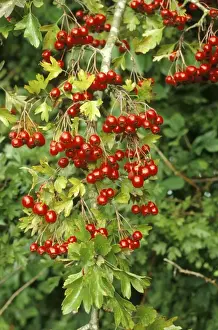 Hawthorn Prints: Hawthorn - heavily covered with Haws, Dorset, UK