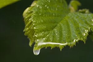 Images Dated 15th April 2007: Hawthorn leaf and water drop
