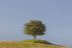 Deciduous Gallery: Hawthorn, May - lonely tree, summer - Sweden