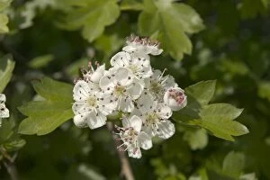 Images Dated 18th March 2005: Hawthorn - Thorn apple, blossom Europe