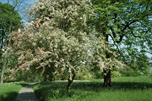 Hawthorn Prints: Hawthorn Tree