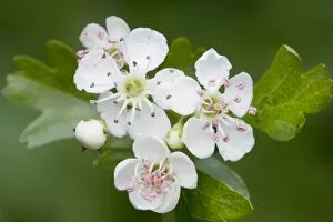 Images Dated 16th April 2008: Hawthorn Tree - flower