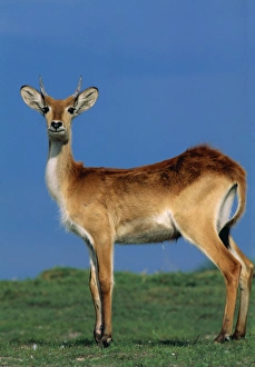 Images Dated 11th October 2004: Puku