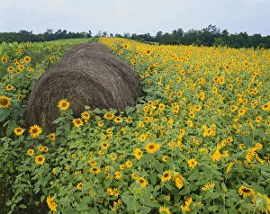Hay bale in sunflowers field, Bluegrass