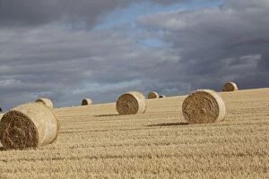 Hay Bales - corn bales rolled in field