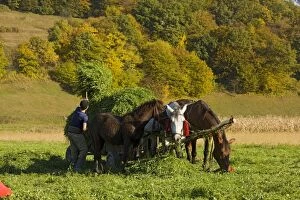 Images Dated 9th October 2008: Hay collection using horses and cart in the fields