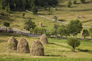 Hay harvest and haystack in the Apuseni