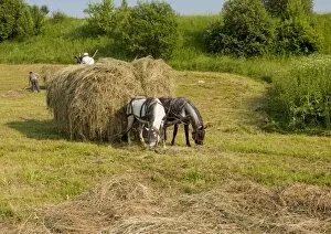 Hay harvest, using horses, near Miclosoara; hungarian part of Transylvania