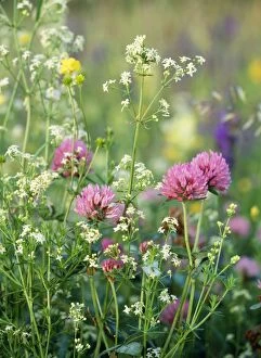 Images Dated 18th March 2005: Hay Meadow Flowers - Red Clover, Meadow Buttercup