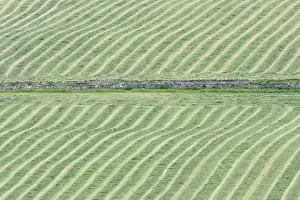 Orkneys Prints: Hay Meadows cut for Silage and left to dry - Orkney Mainland LA005329