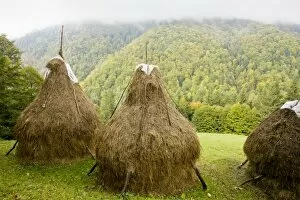 Images Dated 10th October 2010: Hay stooks - with autumnal beechwoods beyond, in the Piatra Craiulu mountains, Carpathians, Romania
