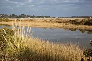 Reeds Prints: Hayle - RSPB Reserve - Cornwall - UK