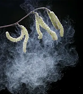 Pollination Prints: Hazel catkins – shedding pollen Bedfordshire UK 003450