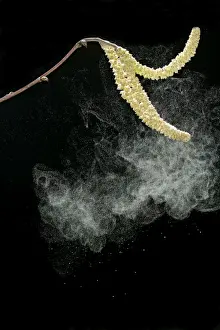 Hazel catkins – shedding pollen Bedfordshire UK 003457