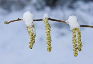 Images Dated 3rd February 2009: Hazel Catkins - In winter after snowfall