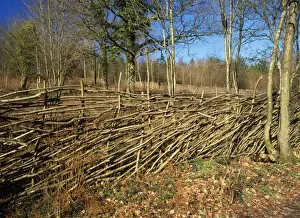 Hazel Coppice - Deer fence Garston Wood, Dorset, UK