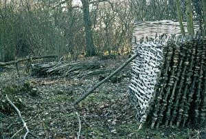 Hazel - coppice products