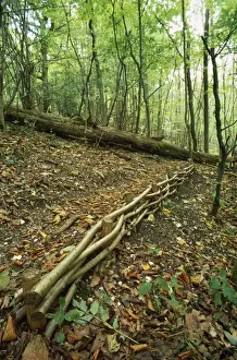 Hazel Prints: Hazel Coppice - used for soil erosion control UK
