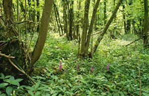 Images Dated 15th February 2006: Hazel Coppice - woodland flowers, early purple Orchids & Herb Paris