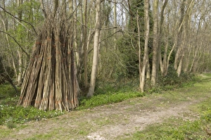Images Dated 5th April 2009: Hazel coppiced poles - stacked ready for collection at side of woodland ride - Garmston Wood