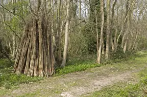 Coppicing Prints: Hazel coppiced poles - stacked ready for collection at side of woodland ride - Garmston Wood - Nottinghamshire - UK
