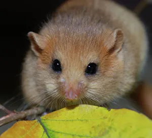 Images Dated 8th October 2009: Hazel Dormouse - fattened up for winter