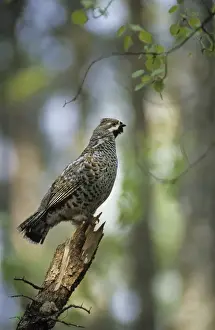 Taiga Prints: Hazel Hen, adult male sings