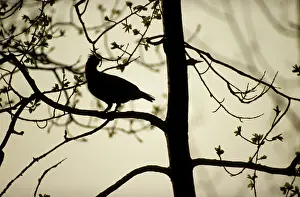 Taiga Prints: Hazel Hen - adult male worries during feeding on tree-buds at dusk; common in taiga-forest near river Bolshoi Ugan