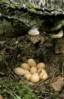 Hazel Hen / Hazel Grouse - eggs in typical nest
