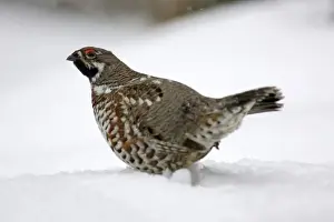 Hazel Hen / Hazel Grouse - male in winter, courtship displaying Bavaria, Germany