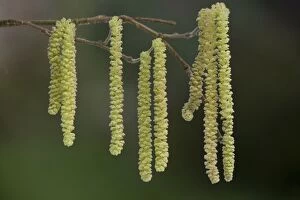 Images Dated 5th February 2006: Hazel - male catkins in flower
