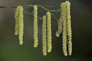 Catkin Prints: Hazel - male catkins in flower, Dorset. Corylus avellana