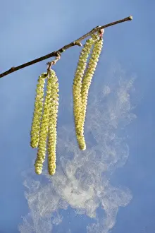 Wind Prints: Hazel - male catkins in wind with pollen