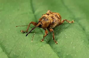 Weevil Prints: Hazel nut Weevil UK