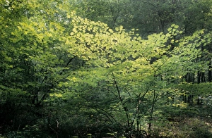 Images Dated 20th April 2007: Hazel Tree