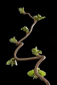 Avellana Gallery: Hazel-Tree - leaf bud opening in spring